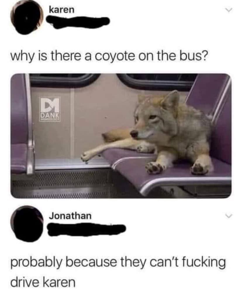 The meme is a joke about a person's confusion about a situation. The text "why is there a coyote on the bus?" is followed by an image of a coyote sitting on a bus seat, looking relaxed. The response to this question is a humorous and sarcastic comment that the coyote's presence on the bus is likely because they can't drive a car, and therefore are using the bus as an alternative.